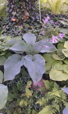 Empress Wu mit Blueten.jpg