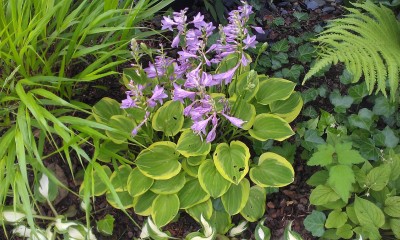 Golden Tiara mit Blueten.jpg
