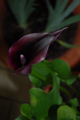 Callas 021yy.jpg