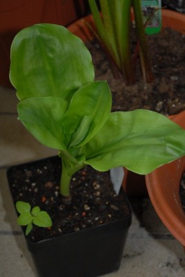 Balkon2013 165yy.jpg