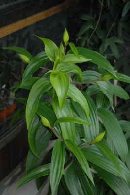 Balkon2013 164yy.jpg