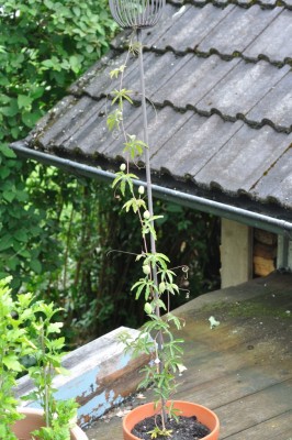 DSC_0066_378 (680x1024).jpg