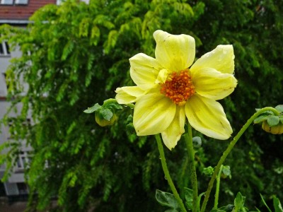 Dahlie mit obligatorischer Lauspopulation (3).jpg