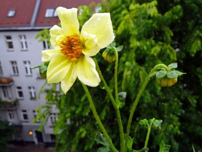 Dahlie mit obligatorischer Lauspopulation (2).jpg