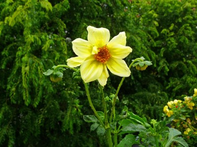 Dahlie mit obligatorischer Lauspopulation (1).jpg