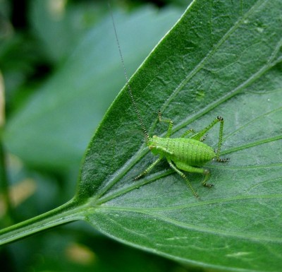 punktierte Zartschrecke.jpg