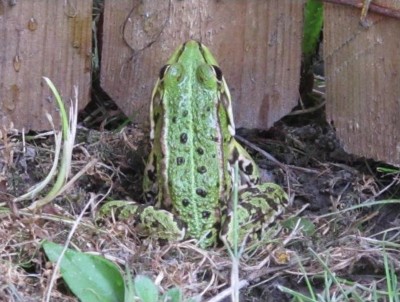frosch (Kopie).jpg