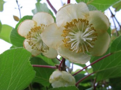 kiwiblüte (Kopie).jpg