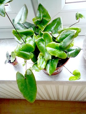 hemionitis_arifolia.jpg