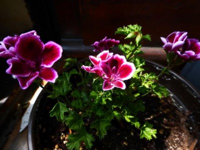 K640_P1000087.JPG