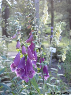 Digitalis_pur_lut.JPG