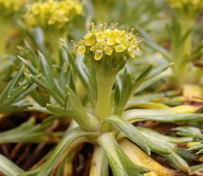 Azorella trifurcata.jpg