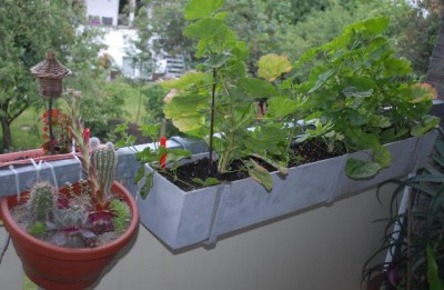 Balkon2013 169yy.jpg