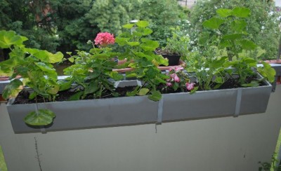 Balkon2013 168yy.jpg