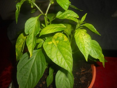 DSCN1403.JPG
