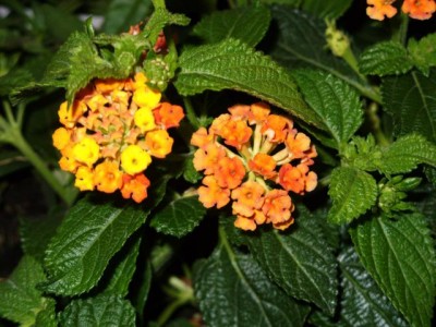Photo2.jpg