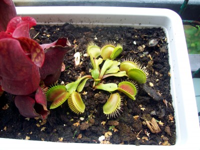 Dionaea_nachher.JPG