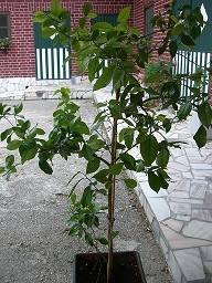 CIMG2816.JPG