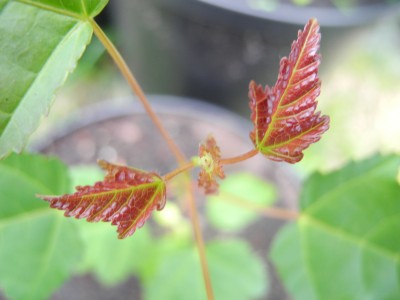 DSCN1147.JPG