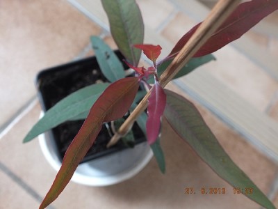 EUKALYPTUS 003 unbekannt.jpg