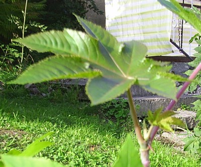 PIC_0003.JPG