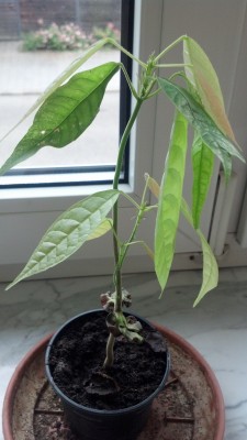 IMG_20130627_170406_159.jpg