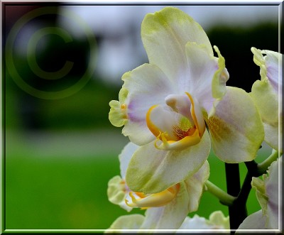 Phalaenopsis 3 kl.jpg