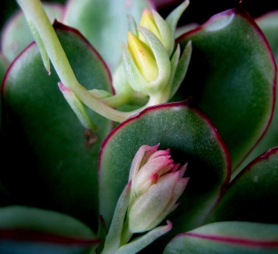 Echeveria.jpg