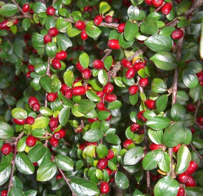 MISTEL Cotoneaster.JPG