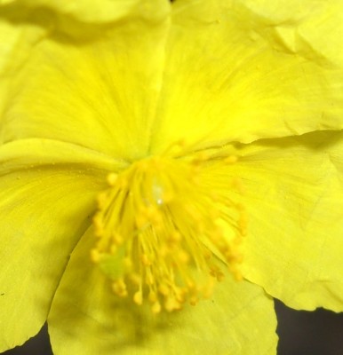 Sonnenröschen (2).JPG