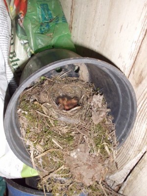 DSCI0549 (480x640).jpg