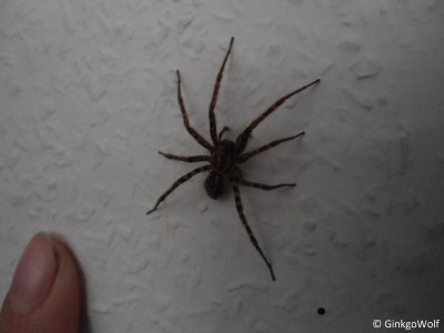 hausspinne.jpg