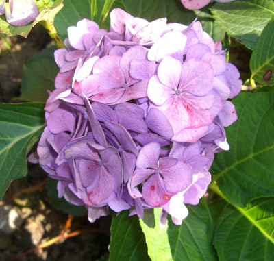 hortensie.JPG