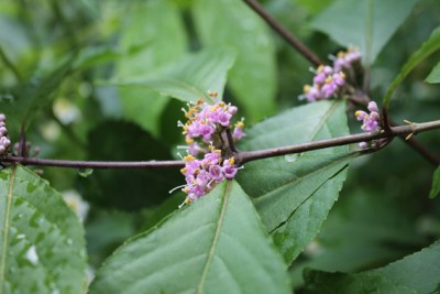 Liebesperlenstrauch Callicarpa Profusion.jpg