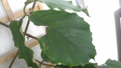 IMAG0101.jpg