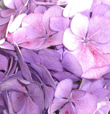 hortensie - Kopie.JPG