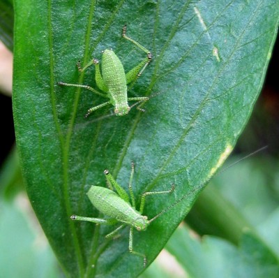 punktierte Zartschrecken.jpg