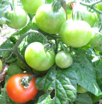 Green24 5 084.jpg