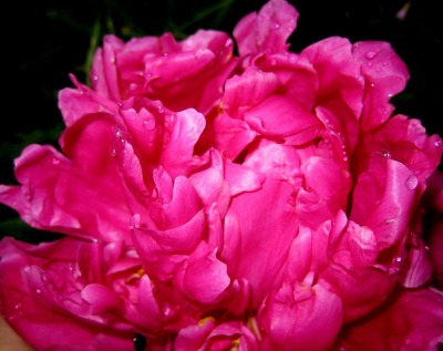 Garten-2013-1524.jpg