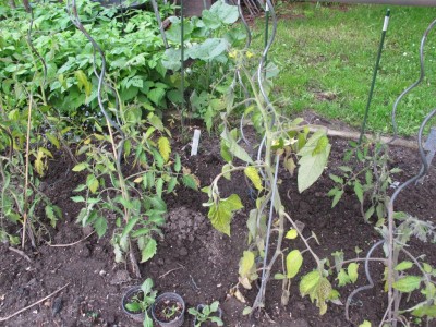 Tomaten im Freiland mit Überdachung.JPG