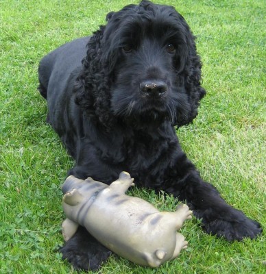 mein Kumpel bildet mich gerade zum Trüffelschweinehund aus,da bekommt man schon mal eine dreckige Nase....jpg