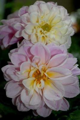 Dahlia213 012yy.jpg