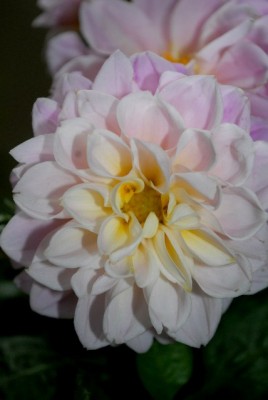 Dahlia213 011yy.jpg