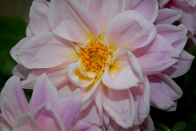 Dahlia213 010yy.jpg