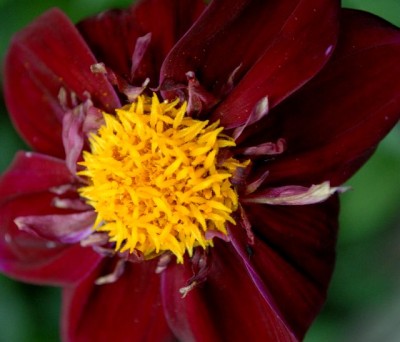 Dahlia213 008yy.jpg