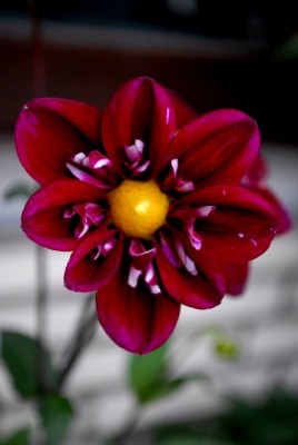 Dahlia213 007yy.jpg