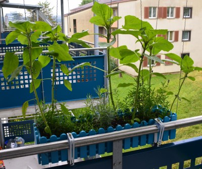Sonnenblumen Blumenkasten (43 Tage Alt)1.jpg