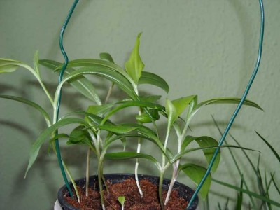 Gloriosa.jpg