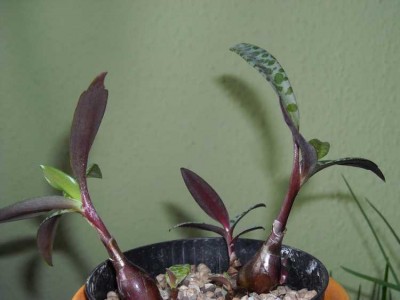 Ledebouria socialis.jpg