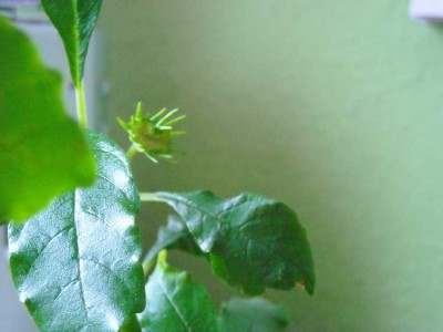 Dorstenia Blüte.jpg